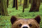 В США любопытный медведь посетил школу (ВИДЕО)