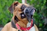 Сеть насмешила собака, научившаяся «обходить» запрет забираться на диван (ВИДЕО)