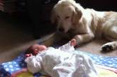 Собака, убаюкивающая малыша, покорила Youtube (видео)