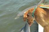 Сеть в восторге от собаки, устроившей заплыв с дельфином (ВИДЕО)