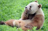 Сеть повеселила спящая панда, балансирующая на бревне (ВИДЕО)