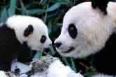 Сеть повеселили «мучения» мамы-панды с шаловливым малышом (ВИДЕО)