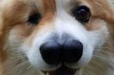 Новый мем: Сеть повеселила собака с необычной мордочкой (ВИДЕО)