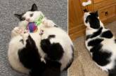 Кот на диете: хозяйке пришлось установить замки на шкафчиках, чтобы питомец не добрался до еды