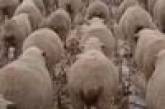 Организованное стадо овец способно идти как на параде (ВИДЕО)