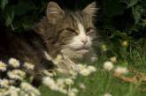 В Англии кот вернулся домой после «кремации» (ФОТО)
