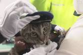 В Японии кота за доблестный поступок назначили главой отдела полиции