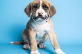 В США спасли щенка с уникальными “усами” (ФОТО)