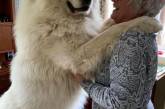 Огромные собаки, которые не подозревают о своих размерах (ФОТО)