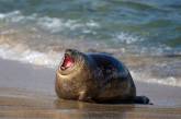Морские котики и тюлени любят улыбаться (ФОТО)