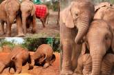 Осиротевшие слонята стали неразлучными друзьями (ФОТО)