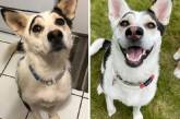 Трогательные снимки спасённых собак: до и после (ФОТО)