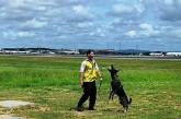 В Австралии трудоустроили слишком дружелюбного для полиции пса 
