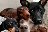 Потешные отличительные особенности собачников (ФОТО)