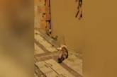На улицах Стамбула крыса обратила кошку в бегство (ВИДЕО)