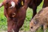 Маленького потерявшегося кабана усыновило стадо коров (ФОТО)