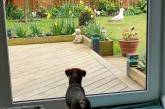 Чайка ворует собачьи игрушки и устраивает беспорядок в саду (ФОТО)