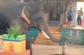 Слон с помощью хобота научился добывать воду из колонки (ВИДЕО)