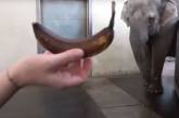 Слониха в зоопарке научилась чистить бананы хоботом (ВИДЕО)