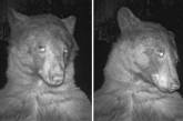 Медведь нашёл фотокамеру и сделал 400 селфи за одну ночь (ФОТО)