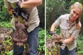 Рейнджеры нашли жабу, весившую 2,7 килограммов (ВИДЕО)