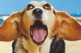 Сеть насмешила поющая собака с музыкальным талантом (ВИДЕО)