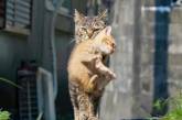 Сеть насмешила фотка строгой мамы-кошки (фото)