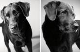Как взрослеют собаки. Любопытный и трогательный фотопроект