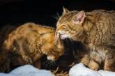 Сеть насмешил кот, «говорящий» со своей хозяйкой (ВИДЕО)
