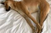Собака, спящая в странной позе, стала звездой мемов (ФОТО)