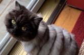 Забавный кот попал на стрижку к грумеру и стал звездой Сети (ФОТО)
