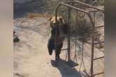 Танцующий медведь покорил интернет (видео) 