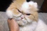 Найден новый самый сердитый кот в мире (ФОТО)