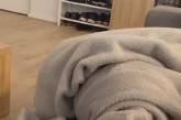 Пёс, которого позвали гулять, устроил комичное шоу под одеялом (ВИДЕО)