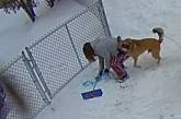 Игривый пёс так обрадовался снегу, что повалил хозяйку на землю (ВИДЕО)