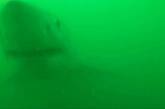 Акула захотела перекусить видеокамерой и утащить лодку любителя природы (ВИДЕО)