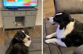 Чтобы хозяева не выключили мультики, собака присвоила пульт от телевизора (ВИДЕО)
