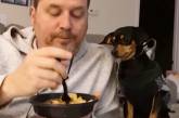 Чтобы выпросить у хозяина еду, собачка готова свернуть себе шею (ВИДЕО)