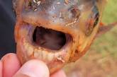 Рибалка у США спіймав рідкісну рибу з "людськими зубами" (фото) 