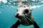 Дитинча тюленя каталося на дошці разом із серферами (відео) 