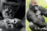 У зоопарку США "самець" горили несподівано народив маля (фото) 