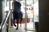 У Киргизстані п’яний чоловік заїхав на коні до супермаркету (відео) 