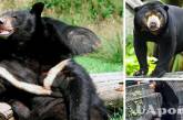 Зоопарк у Китаї звинуватили у підміні ведмедів людьми через кумедне відео 