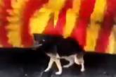У Туреччині бродячий собака ходить у душ на автомийку (відео)