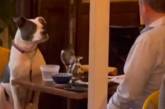 Мережа підкорив житель Нью-Йорка, який повечеряв із собакою у ресторані (ВІДЕО) 