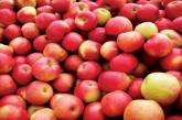Медики пояснили, скільки яблук можна з'їдати на день