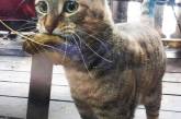 Вуличний кіт щодня приносить у магазин листок, щоб обміняти його на рибку