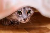 Посттравматический синдром у кошек: что делать