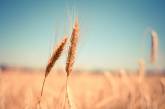 Платформа Гленділ: ефективні інструменти для торгівлі зерновими