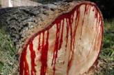 Криваве дерево: який вигляд має рослина, яка "кровоточить", коли її зрізають (фото, відео)